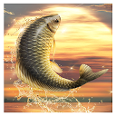 App Download Big Fish King Install Latest APK downloader