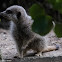 Slender-tailed Meerkat