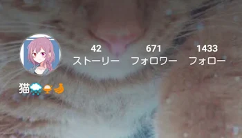 猫さん専用