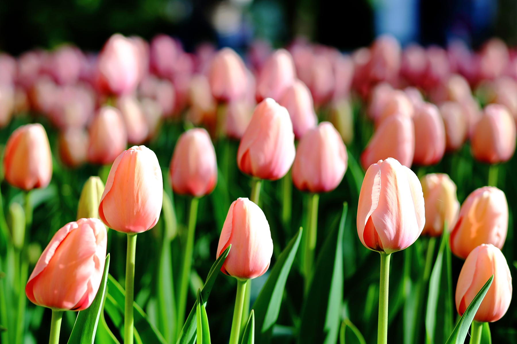 tulipani rosa di SALVATORE PETRENGA