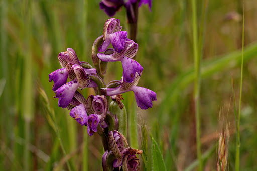 Anacamptis Orchis morio