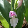 Showy Orchis