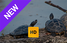 Turtles Wallpaper HD New Tab Theme© small promo image