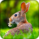 Download Easter Bunny Live Wallpaper HD For PC Windows and Mac