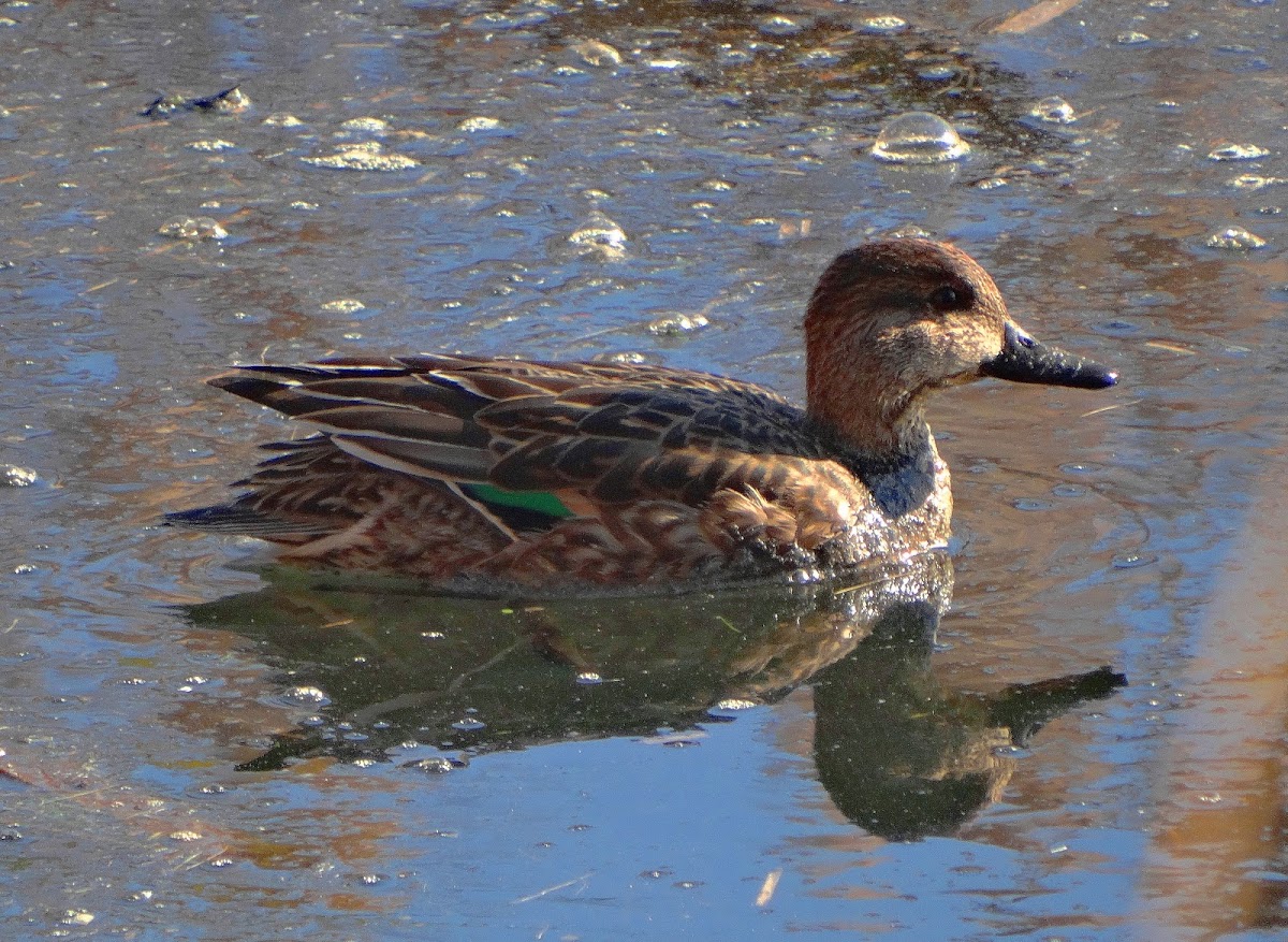 Common Teal