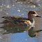 Common Teal