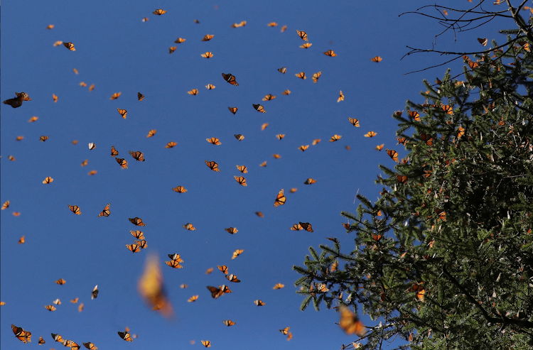 Monarch butterflies fly at the Sierra Chincua butterfly sanctuary in Angangeo, Michoacan state, Mexico on December 3, 2022.