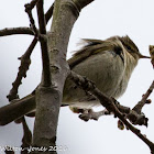 Chiffchaff