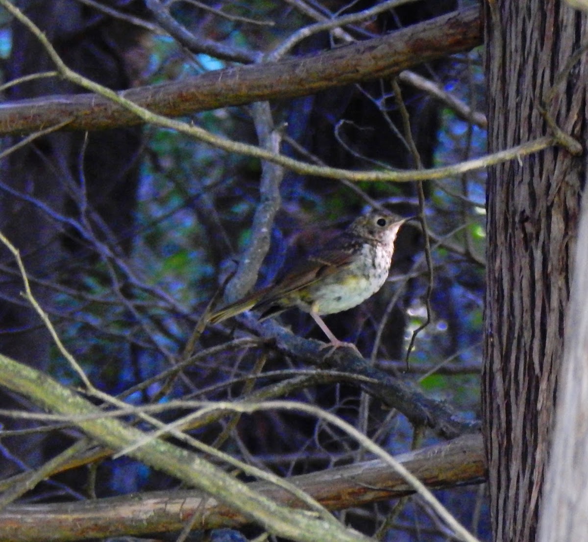 Wood Thrush