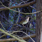 Wood Thrush