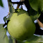 bael, Bengal quince, golden apple, stone apple, wood apple, bili