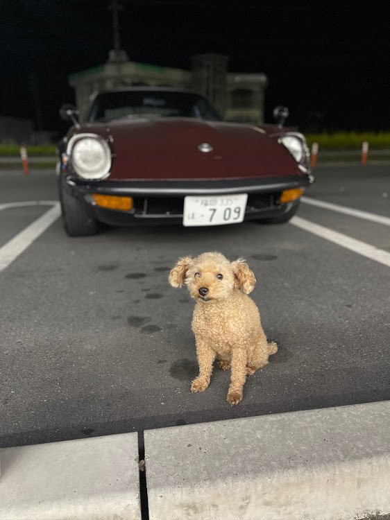 フェアレディZの日の出・愛犬とドライブ・早朝ドライブ・秩父ミューズパーク・240ZGに関するカスタム事例の投稿画像6枚目