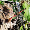 Eastern Red Damsel