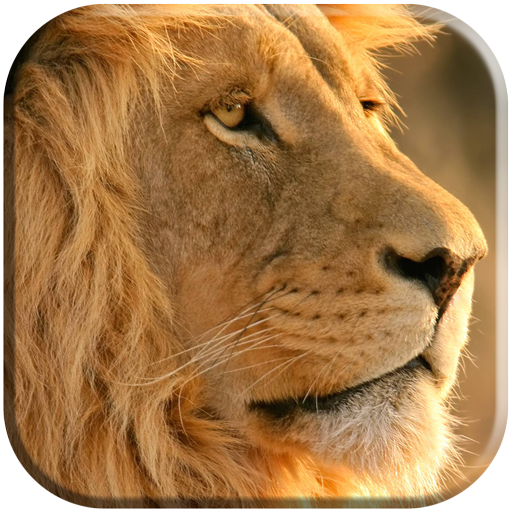 Leão Papel De Parede Animado Apps No Google Play
