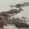 Ruddy Turnstone