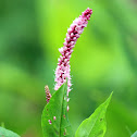 Scarlet Smartweed