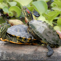 Red-Eared Slider