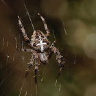 Araña de la cruz (European garden spider)