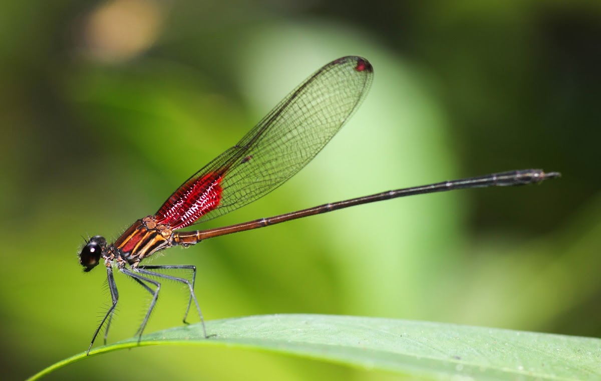 Occisa Rubyspot Damselfly