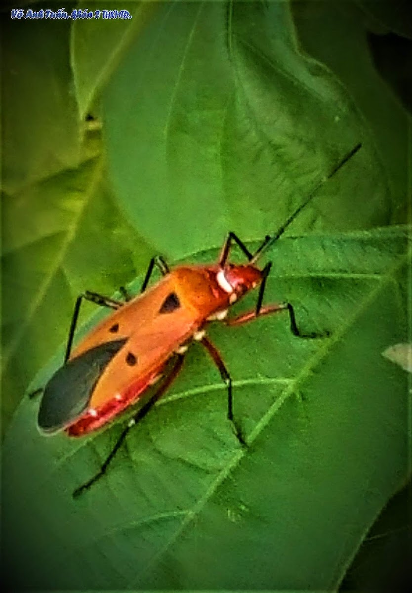 Red cotton stainer