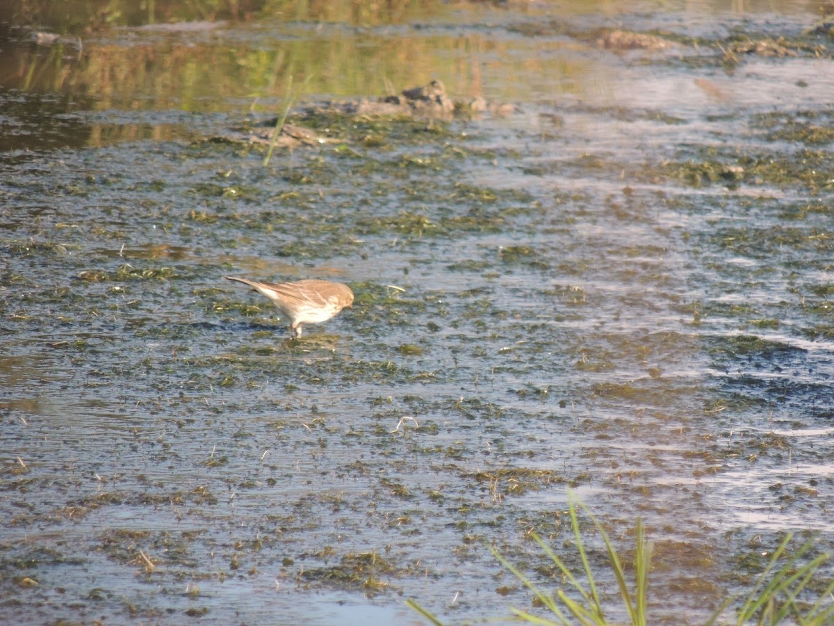 Water pipit