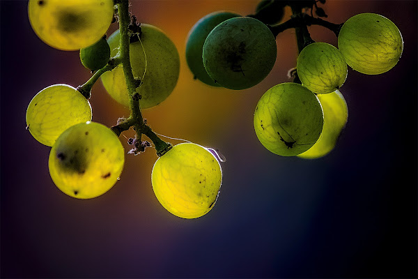 Delizie d'autunno di Andrea Capizzi