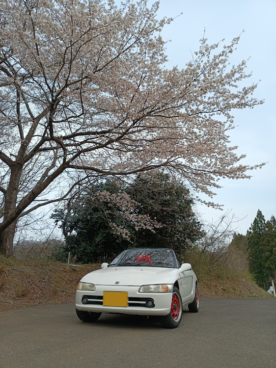 ビートのオープン通勤部・出勤途中・桜と愛車・サクラと愛車に関するカスタム事例の投稿画像2枚目