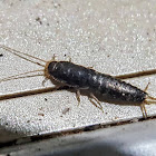 Silverfish