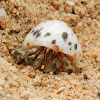 Tawny Hermit Crab