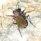 Green Tiger Beetle