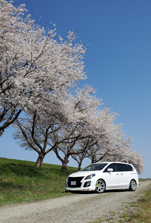 MPVの土手沿いの桜・意外と穴場スポット・城好きだけど、歴史に興味無い・露店の好きなメニューは？・勝手に🚗コラボに関するカスタム事例の投稿画像1枚目