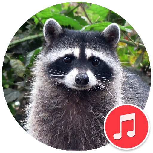 Raccoon Sounds