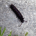 Pipevine Swallowtail caterpillar