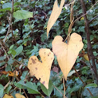 Climbing or Chinese Yam (fall color)