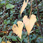 Climbing or Chinese Yam (fall color)