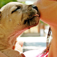 L'unico amore che non tradirà mai di 