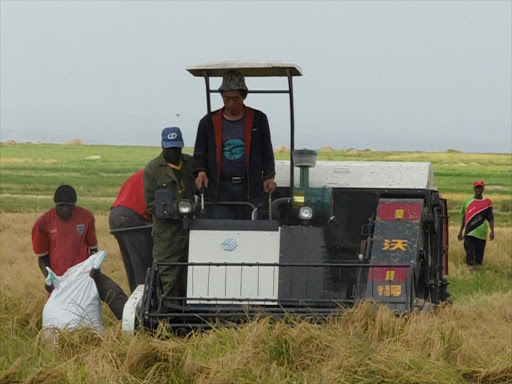 Rice harvesting rice in Mwea./FILE