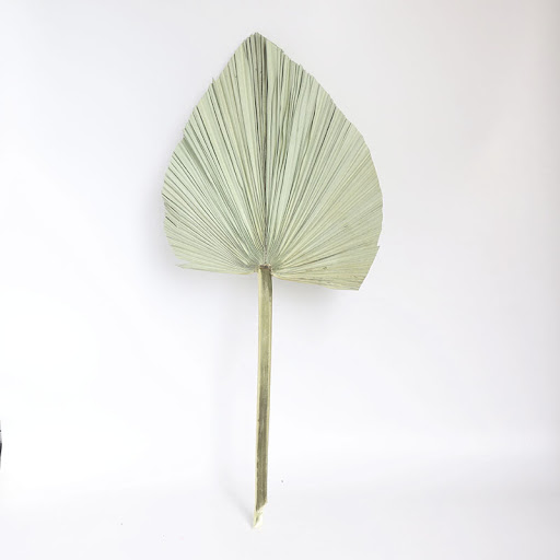 Title 2, Large Real Natural Palm Leaves for Home Decor, ...