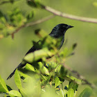 Red-winged Blackbird