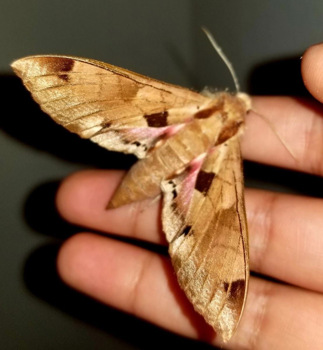 Achemon sphinx moth