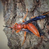 Red Paper Wasp