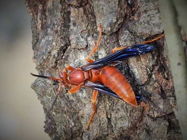 Red Paper Wasp