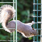 Grey Squirrel