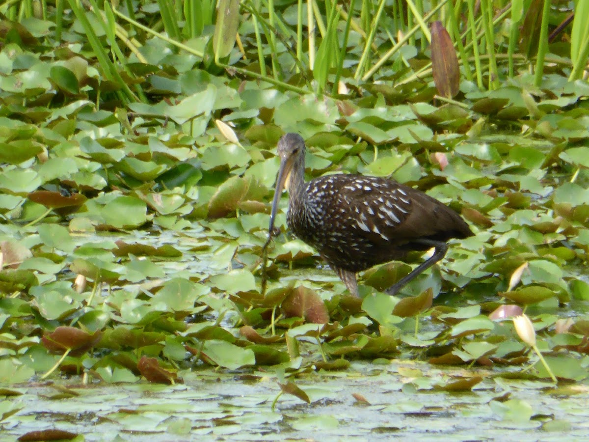 Limpkin