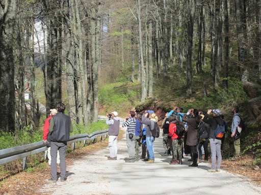 Otvorene prijave za terensku obuku za raspoznavanje ptica u Srbiji