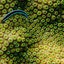 Neon Goby