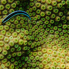 Neon Goby