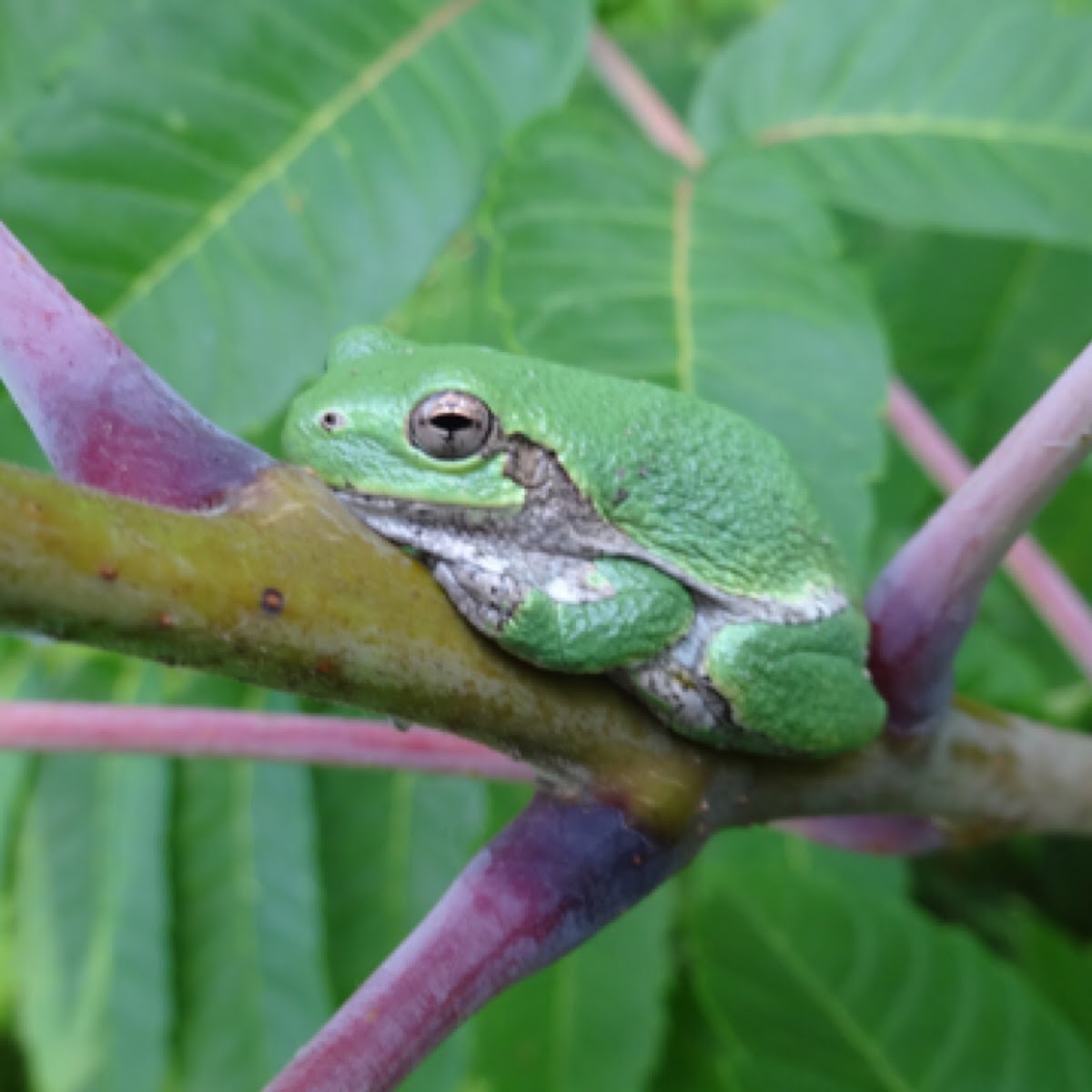 Tree frog