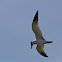 Caspian Tern