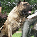 canisa presa canario'